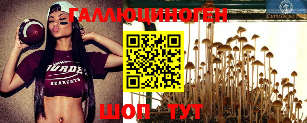 Галлюциногенные грибы Psilocybine cubensis Карачаевск